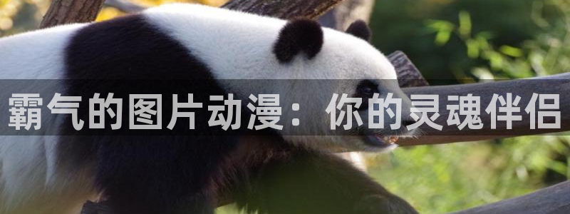 age动漫下载：霸气的图片动漫：你的灵魂伴侣